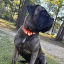 @hulk.the.mastiff