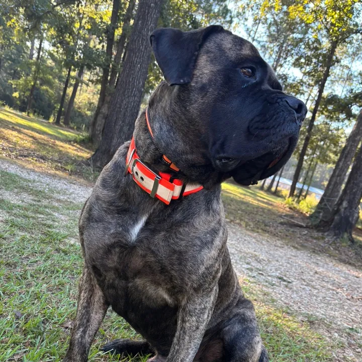 hulk.the.mastiff
