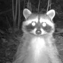 @thereadingracoon21