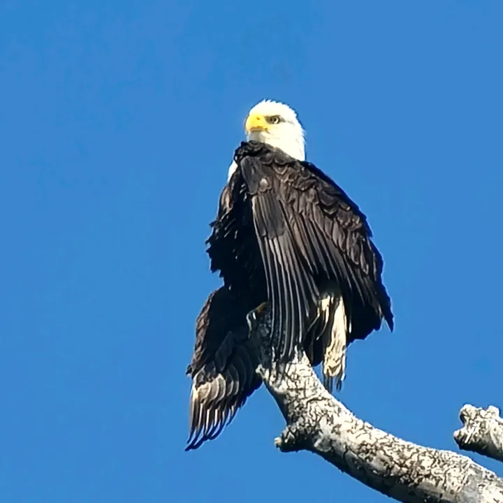 @fraser_valley_wildlife24