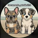 @sacramento__aussies916