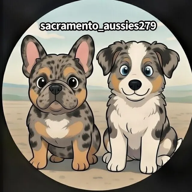 @sacramento__aussies916