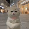 gogocatolution