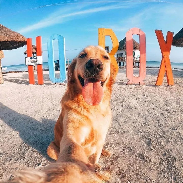 murph_holbox