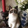 grumpycattommyandfriends