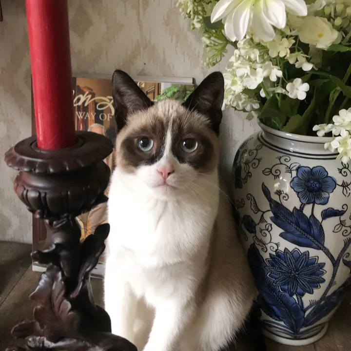 grumpycattommyandfriends