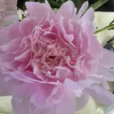@mcrpeony