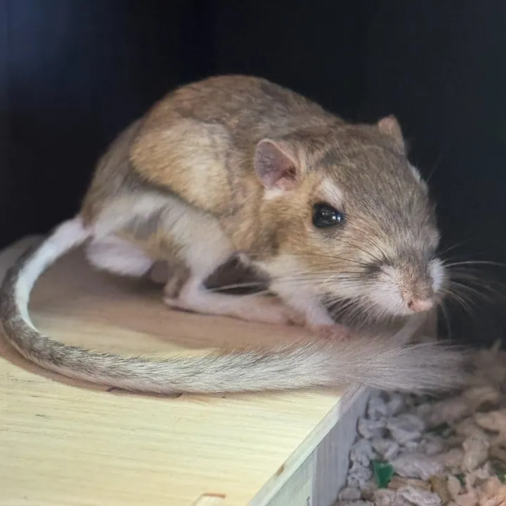 tinytailsmousery1