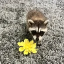 @pilotpawsrox