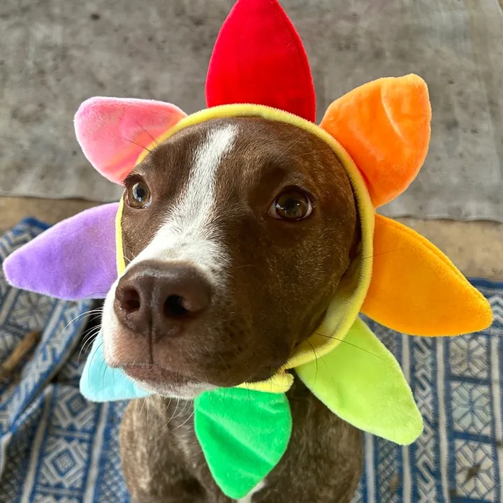 lilygowrl