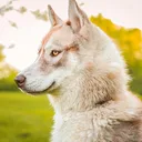 @countrypawspack