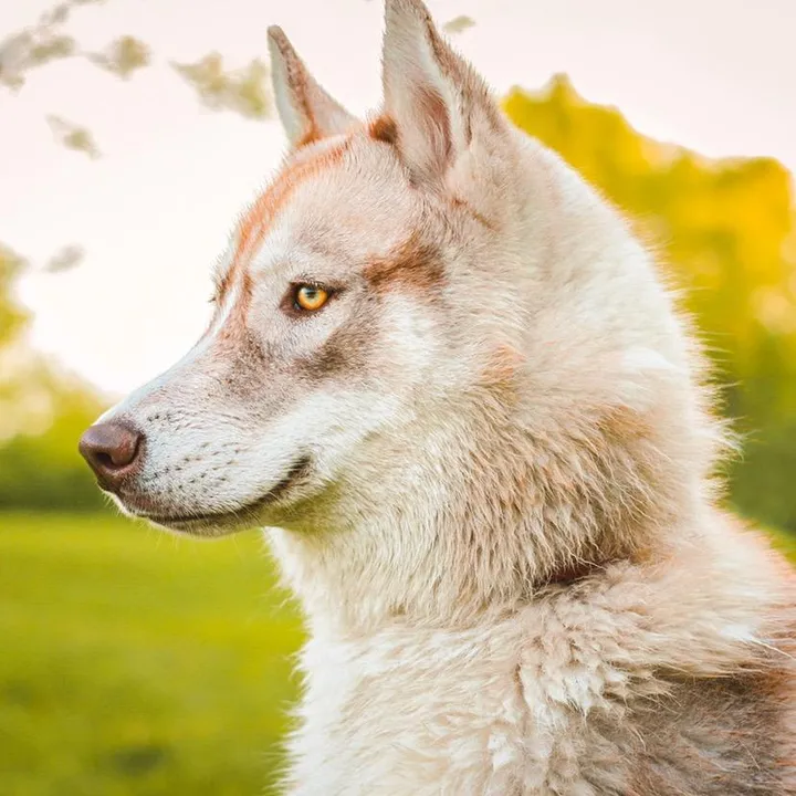 countrypawspack