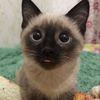 catlovervxc321