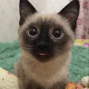 @catlovervxc321