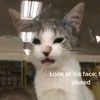 rat_called_remus
