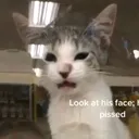 @rat_called_remus