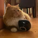 @fatcat391