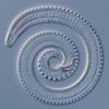 pseudocoelomate