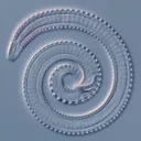 @pseudocoelomate