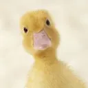 @brooke_trager
