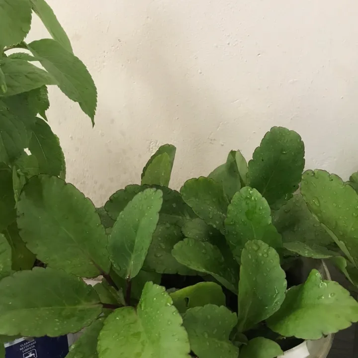 herbal.secret
