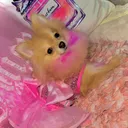 @sophialove093