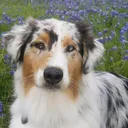 @wickeddoghandler