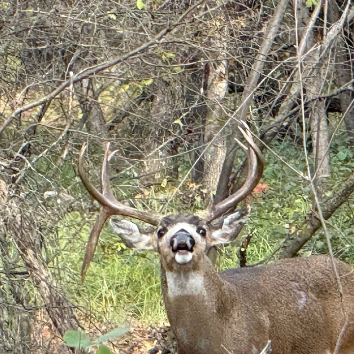 @huntingpapa