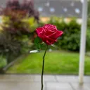 @helbestustran