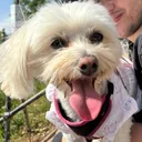 @puppydogbella0