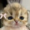 cats.10106