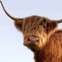 @visitscotland