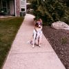 elizabeth.servicedog
