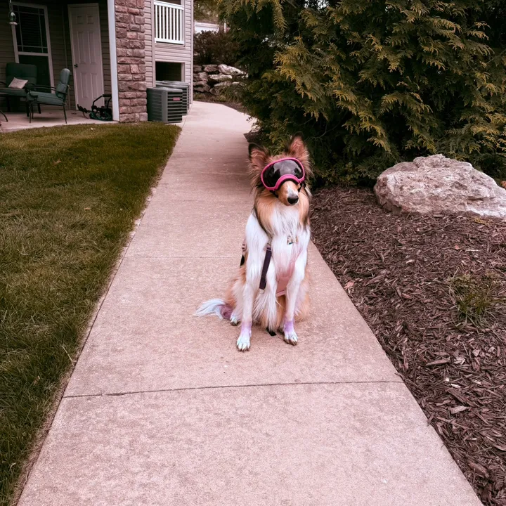 elizabeth.servicedog