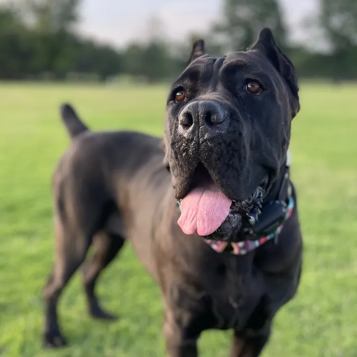 @boothecanecorso