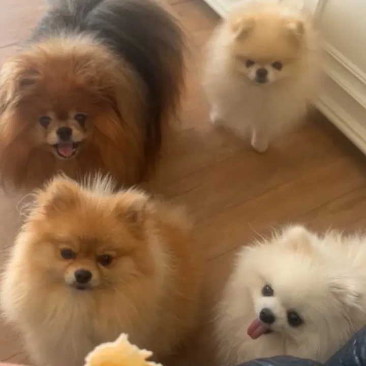 @leila.s.pom
