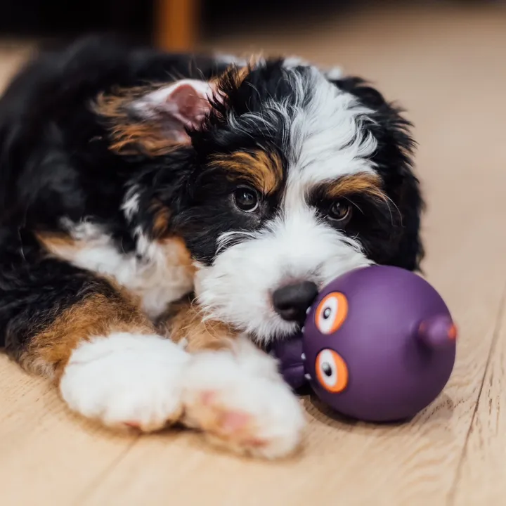 puppypoppy5