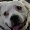 luvpitties