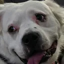 @luvpitties