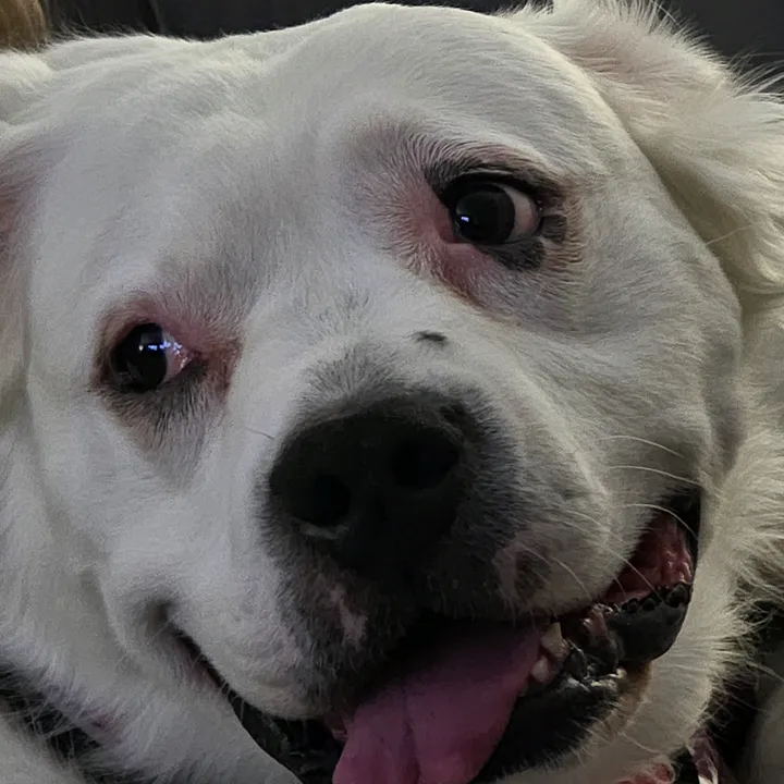luvpitties