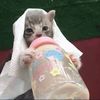 sugarfueled