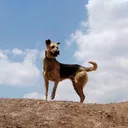 @balto005