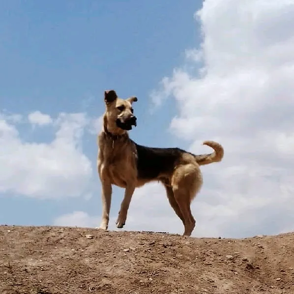 balto005