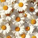 @r__ciric