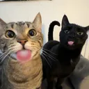 @axlethekitty