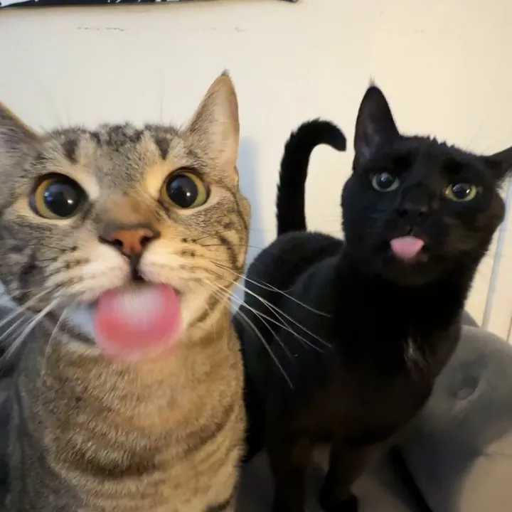 axlethekitty