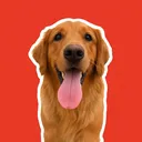 @sammythebigreddog