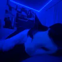 @lxvbrina