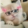 cats_love204