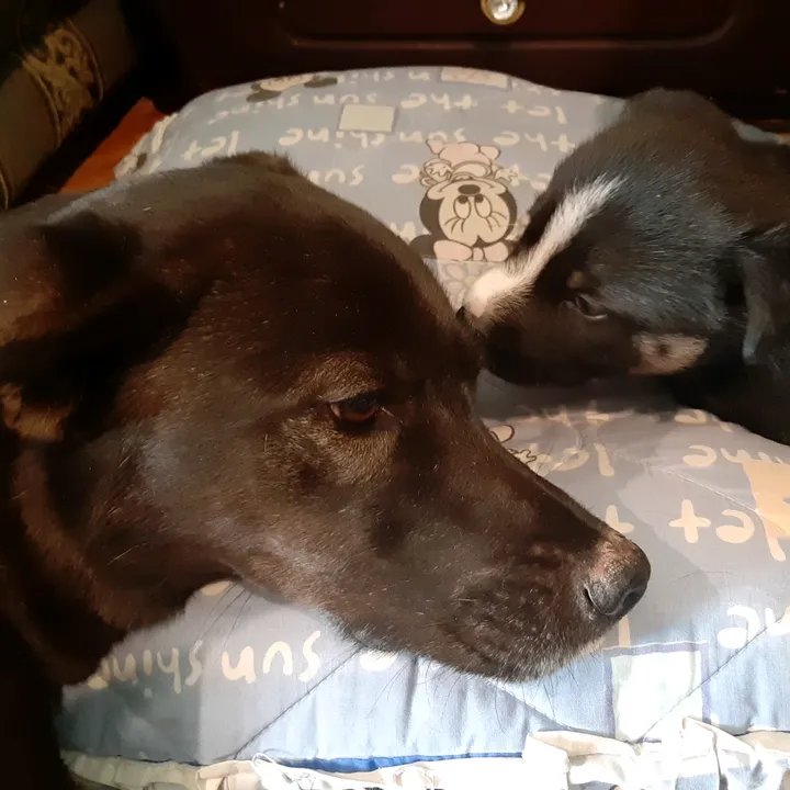 @nala_and_raya